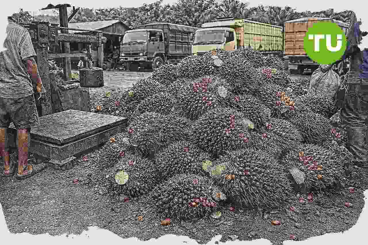Harga TBS sawit Indonesia menguat di sejumlah provinsi, dukung pemulihan pendapatan petani