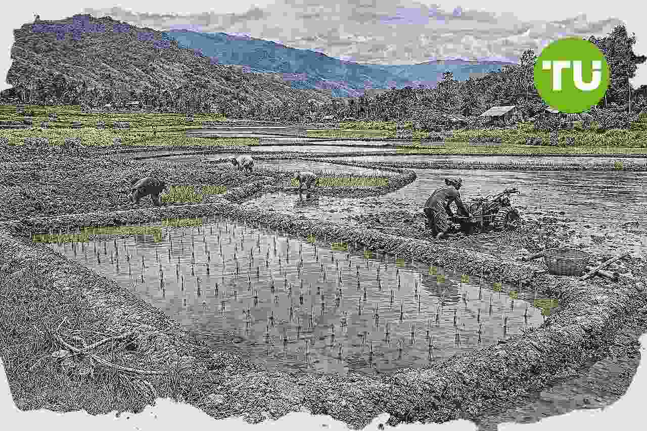 Kementerian Pertanian percepat perluasan sawah Papua Pegunungan untuk swasembada pangan