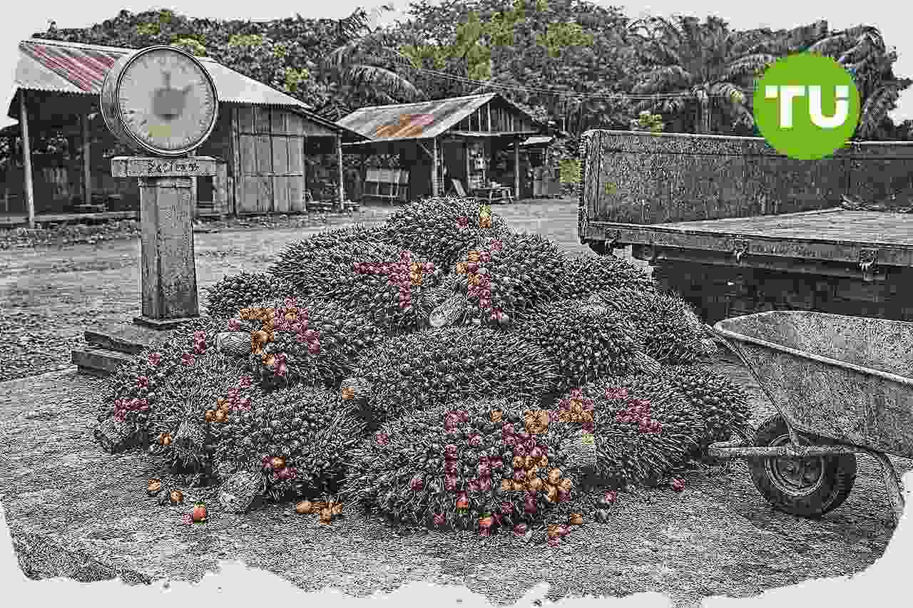 Kalimantan Barat perketat kepatuhan harga TBS sawit demi margin petani