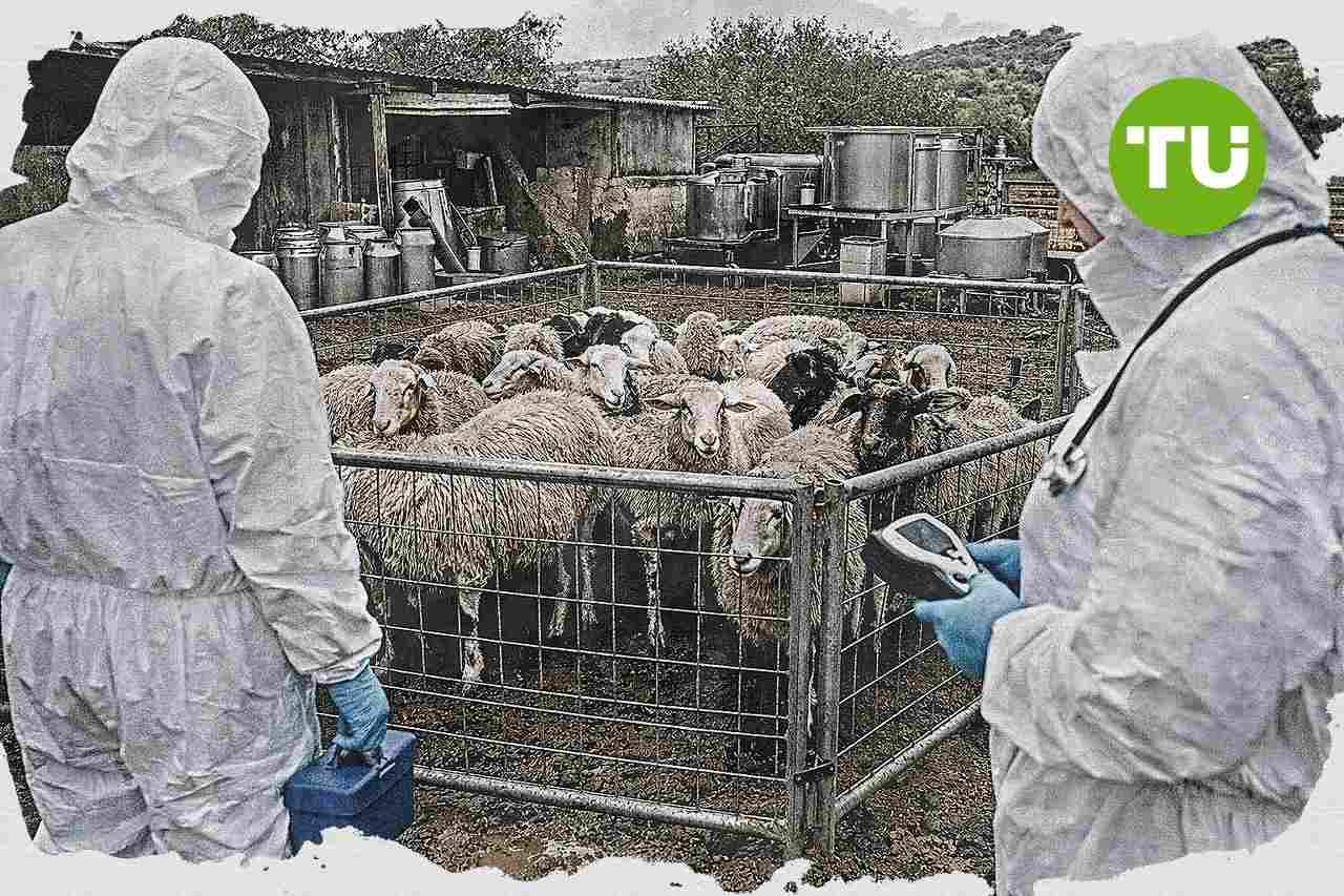 Grecia refuerza ayudas y controles por la fiebre aftosa en Lesbos