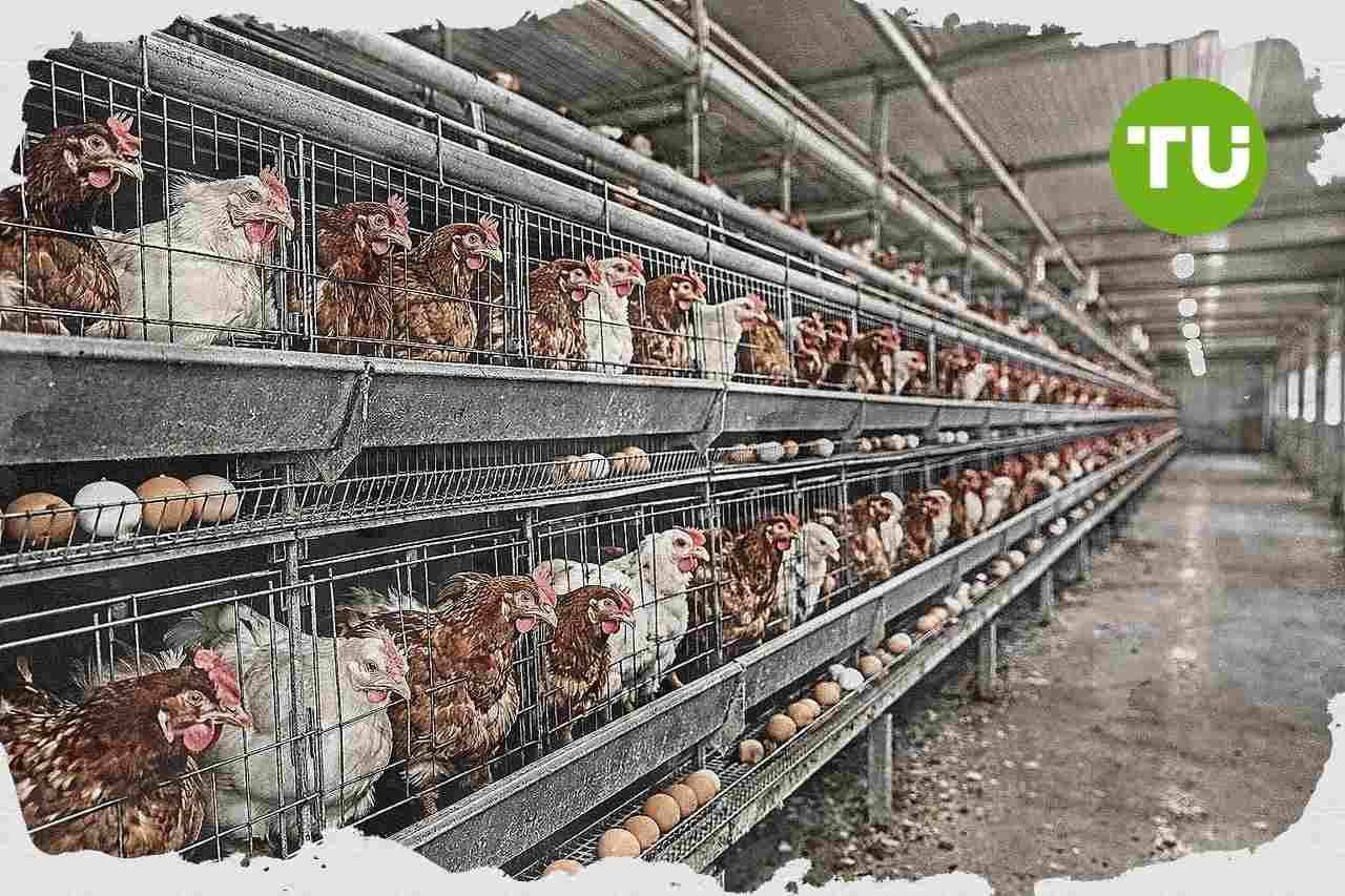 Polska przedstawia w UE stanowisko ws. produkcji zwierzęcej, handlu rolnego i wsparcia kobiet na wsi