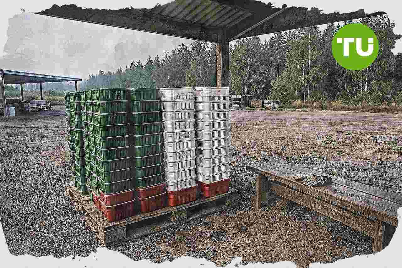 Suomen marja-ala kohtaa työvoimapulan ulkomaisten poimijoiden varaan rakennetussa mallissa