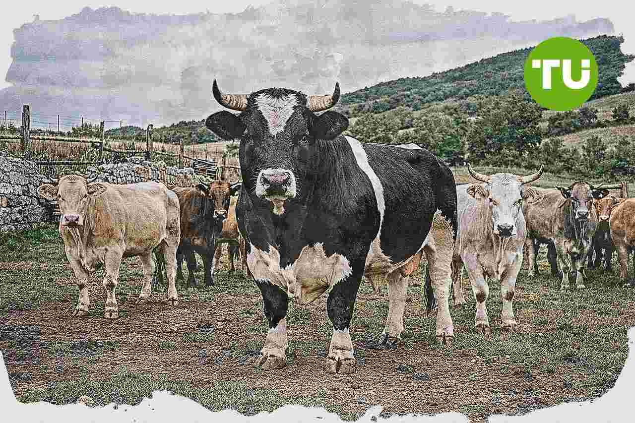 Umbria apre un avviso per sostenere l'acquisto di riproduttori selezionati nella zootecnia
