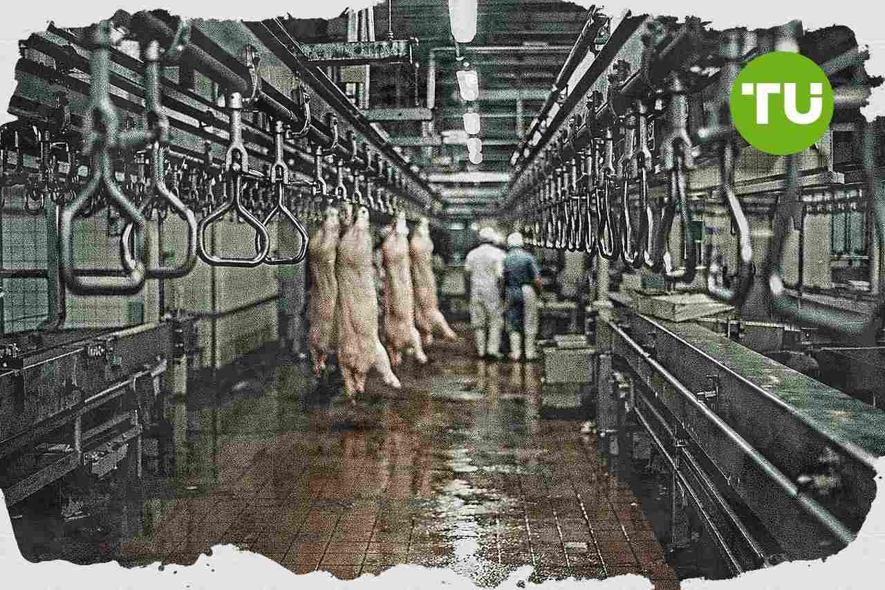 Brandenburgs Agrar- und Lohndaten zeigen 2025 sinkende Schweineschlachtungen und regionale Einkommenslücke