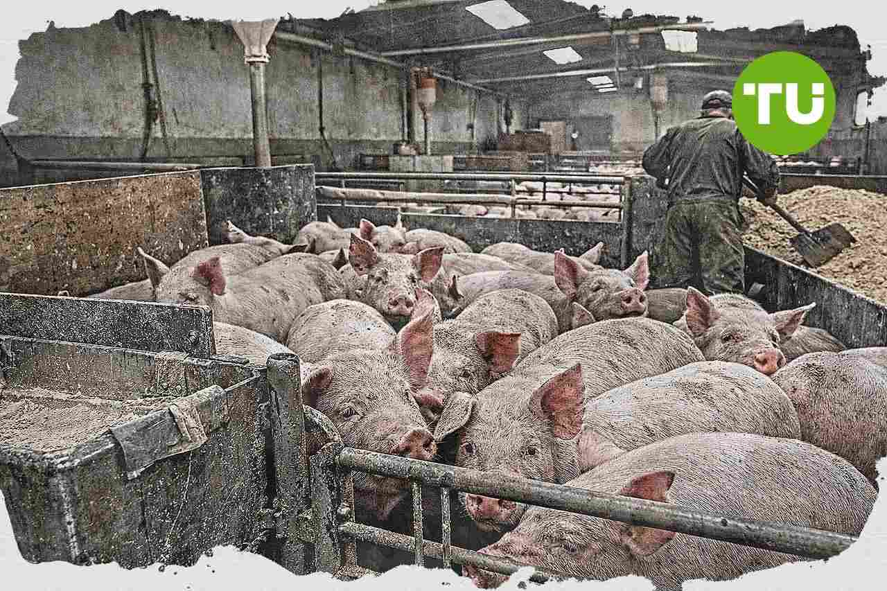 Polska ponawia wniosek o nadzwyczajne wsparcie UE dla sektora wieprzowiny