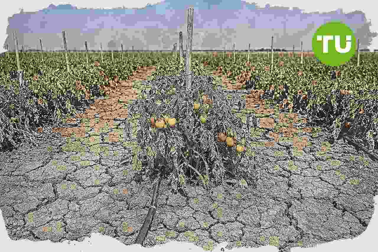 Extremadura prevé recortes de hasta el 40% en la cosecha de tomate industrial por el calor