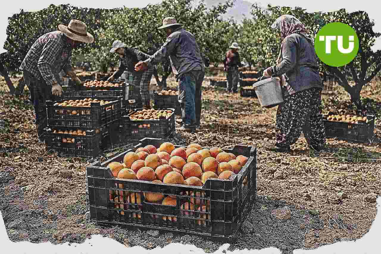 Malatya kayısı piyasasında fiyat baskısı üretici tepkisini artırıyor