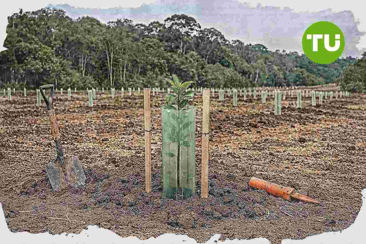 CVM e Instituto Clima e Sociedade discutem cooperação para observatório do mercado de carbono
