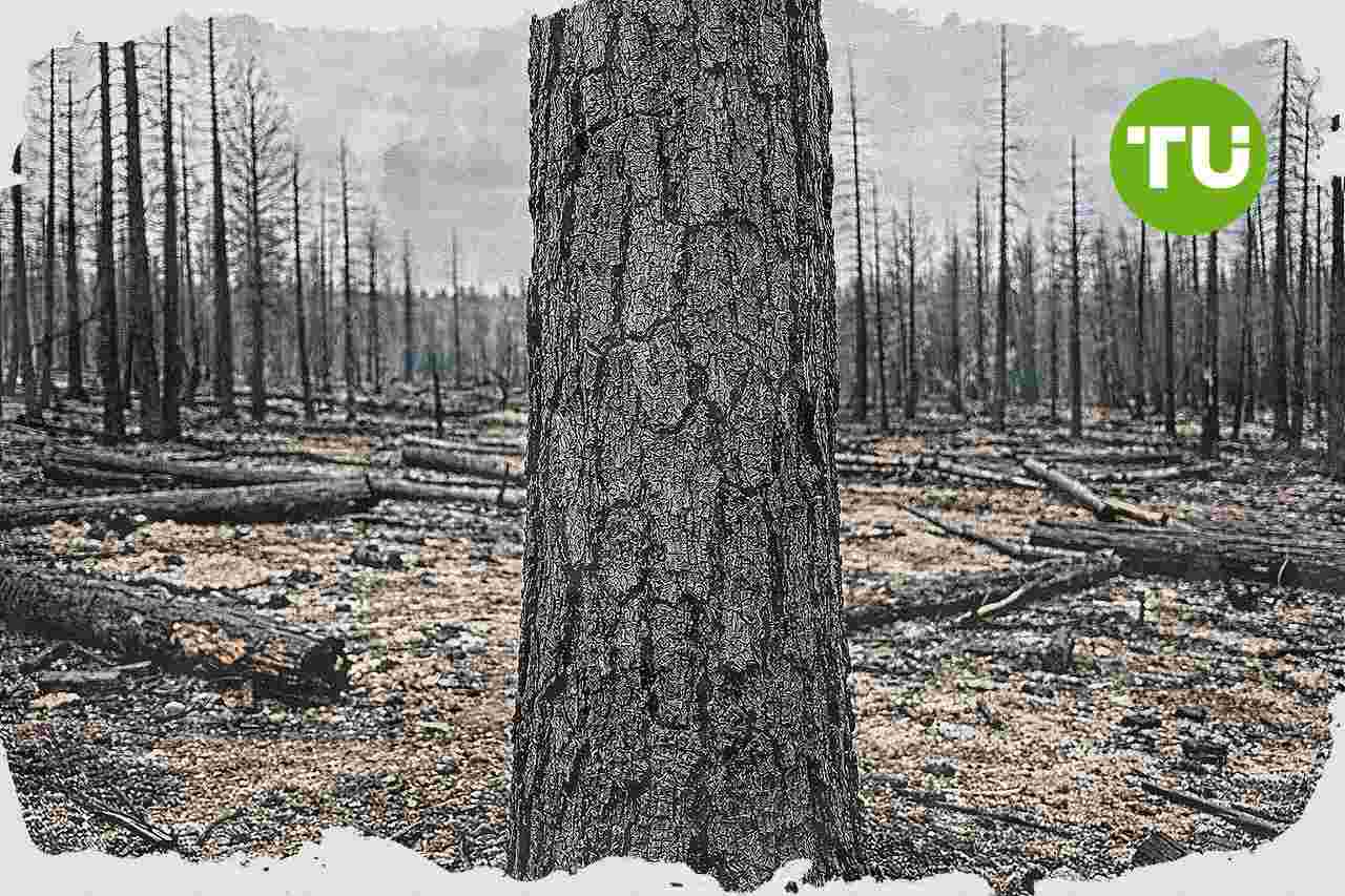Portugal estima perdas diretas de 85 milhões de euros com fogos florestais