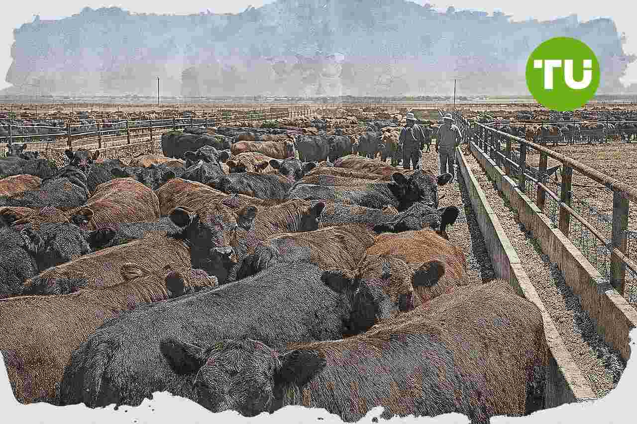 U.S. cattle inventory edges lower as beef cow herd declines