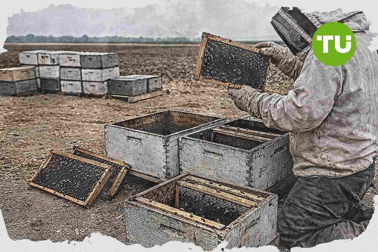 Bradshaw Honey Farms fights colony losses and cost pressures in California