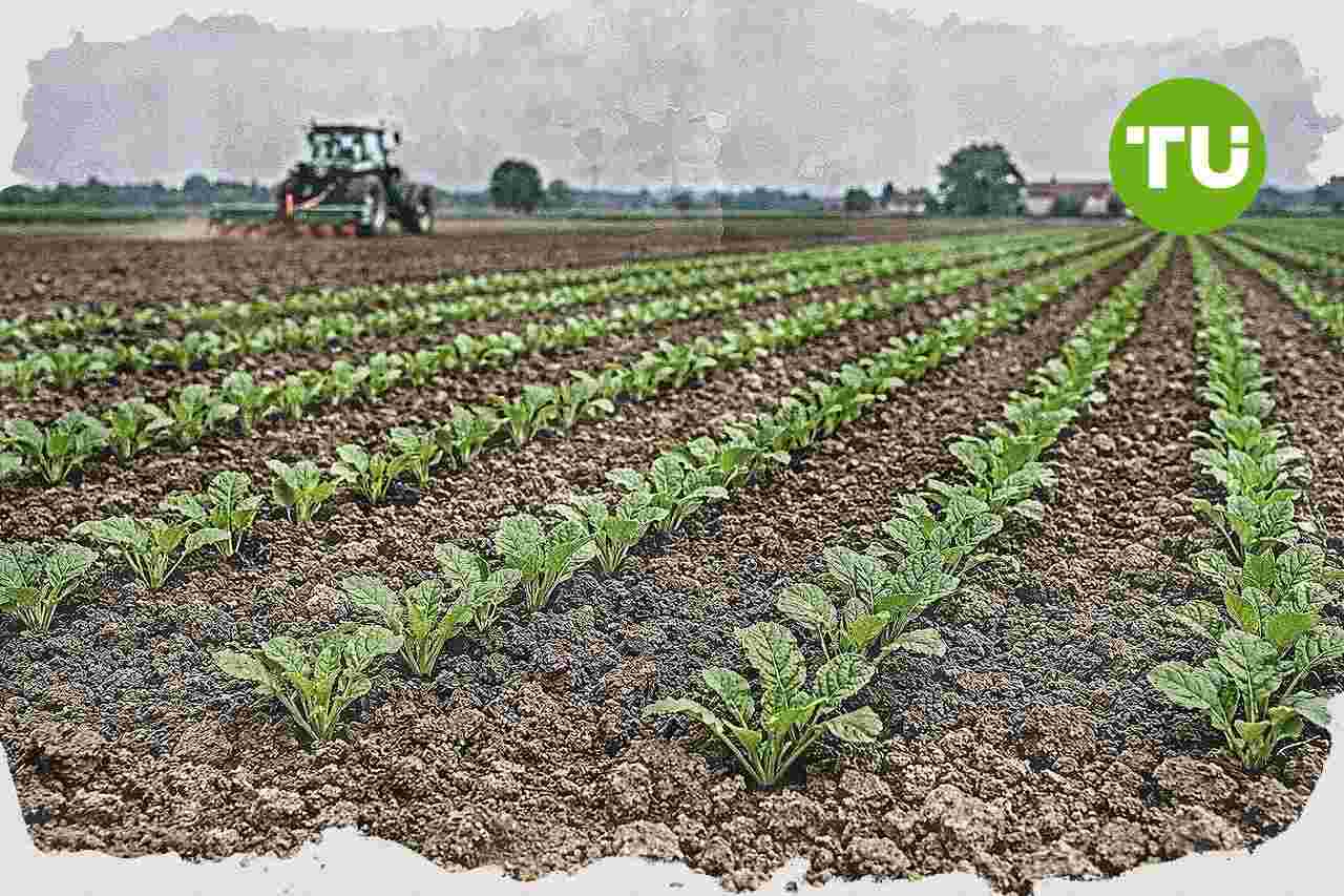 Emilia-Romagna stanzia 1,5 milioni per sostenere la filiera della barbabietola da zucchero