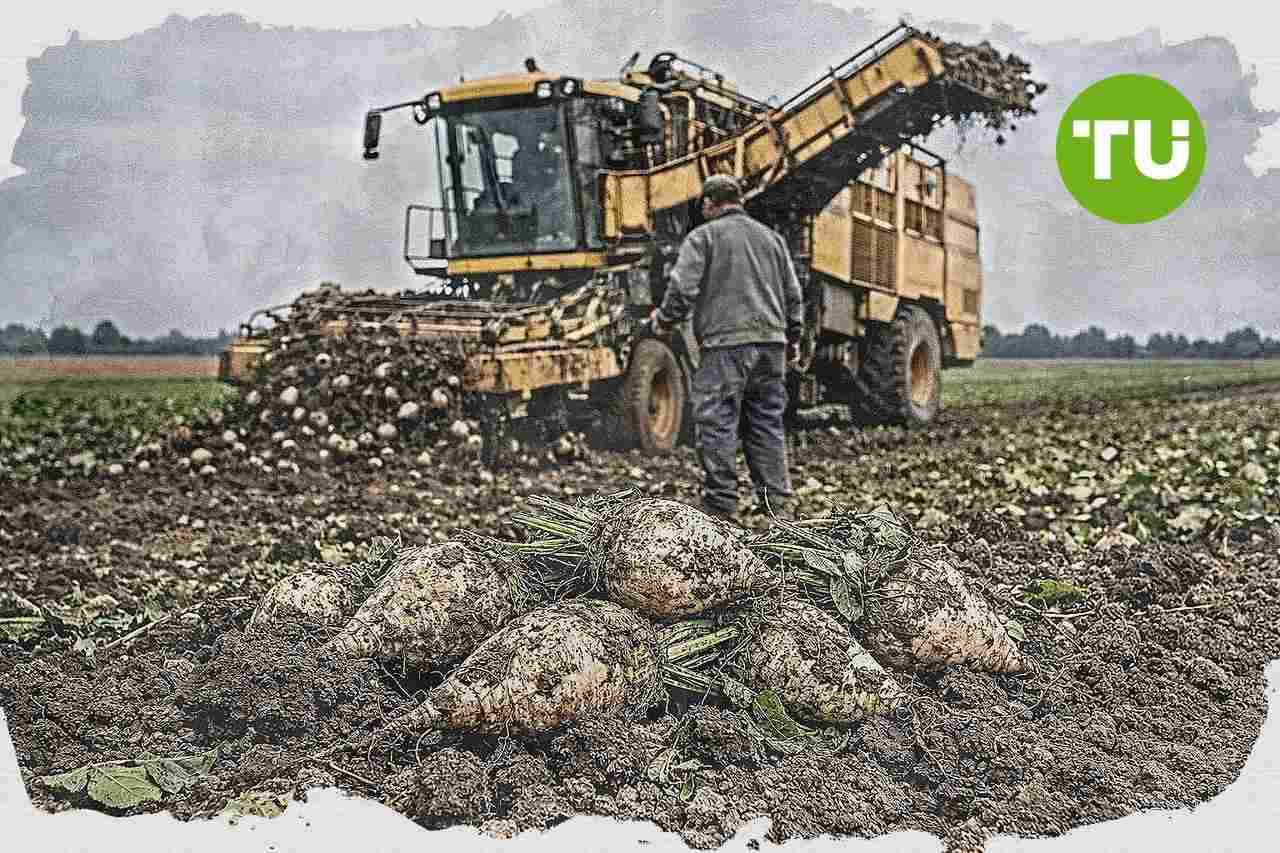 Emilia-Romagna apre bando da 1,5 milioni per sostenere la filiera della barbabietola da zucchero