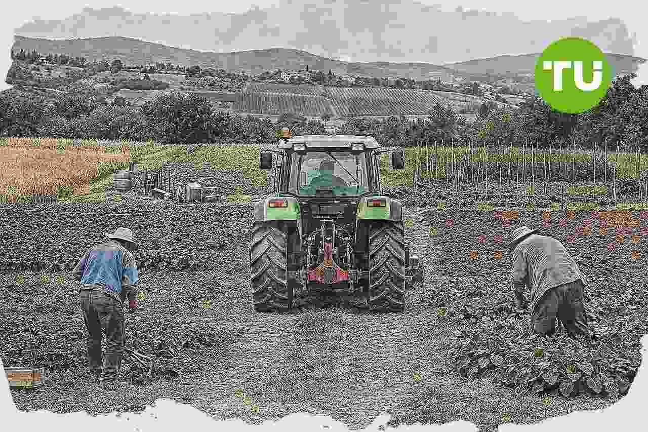 Italia, aziende agricole sostanzialmente stabili nel 2023, cala la superficie e cresce la diversificazione